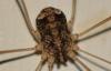 Nelima sp.